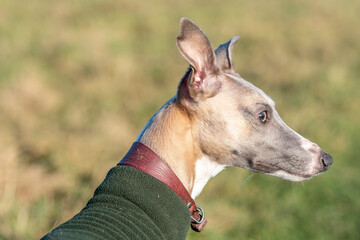 portrait of a dog
