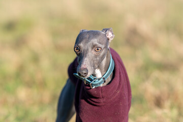 Blue Whippet Posing for the camera