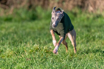 Whippet running in a field