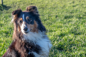 Shetland Sheepdog posing for the camera