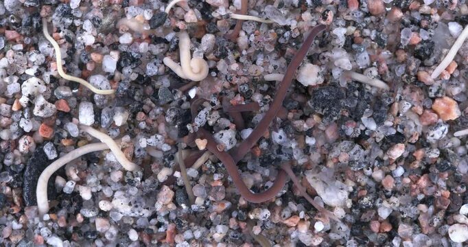 Colony of different Nemertea worms: Amphiporus lactifloreus, Lineus ruber, Lineus viridis. Predators, visible as they burrow into sandy silt and move in it. White Sea