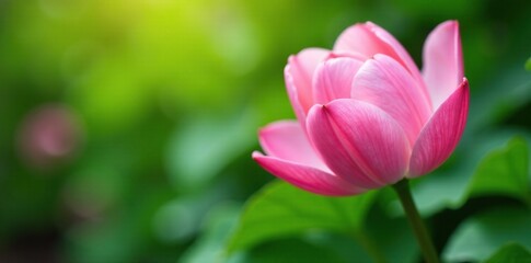 Obraz premium Soft pink petals unfolding against a lush green foliage, horticulture, spring