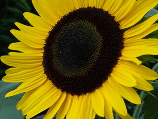 Zbliżenie na żółte kwiaty słonecznika © Kumulugma