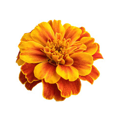 orange dahlia flower isolated on white