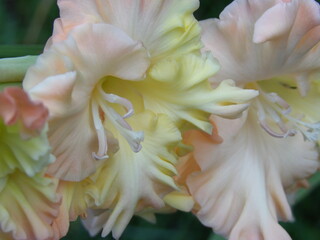 Zbliżenie na kwiat rośliny z gatunku Gladiolus © Kumulugma