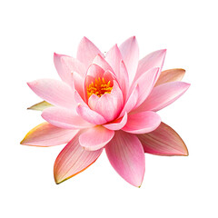 pink lotus isolated on white