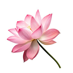 pink lotus flower isolated