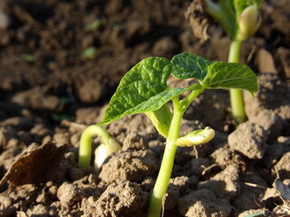 Zbliżenie na kiełkującą fasolkę
