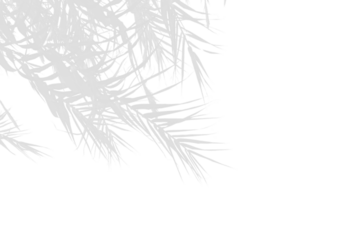 shadow of palm leaves on transparent background