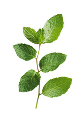 Fresh Mint Leaves Isolated on White Background for Culinary Use