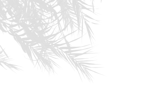 shadow of palm leaves on transparent background
