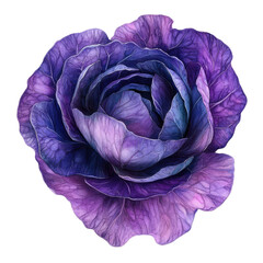 Obraz premium Vibrant Purple Cabbage with Rich Textures and Elegant Petals