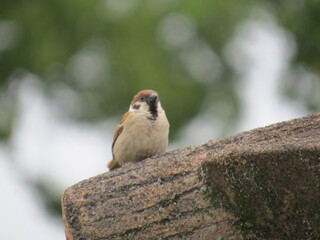 休憩中のスズメ