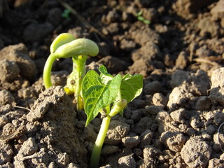 Zbliżenie na kiełkującą fasolkę