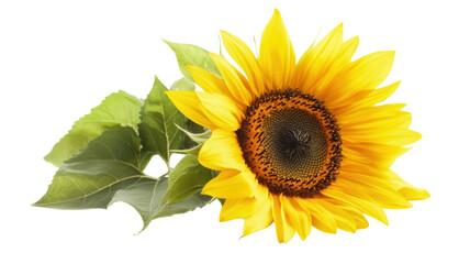 Obraz premium A Vibrant Yellow Sunflower Head with a Dark Center Captured in Natural Light for Use in Nature-Related Projects and Designs.