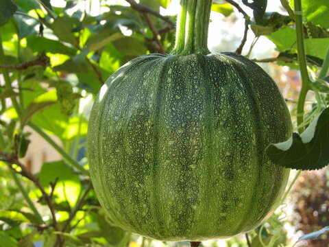 Zbliżenie na młody owoc zielonej dyni