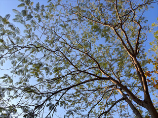 A tree with leaves is in the sky