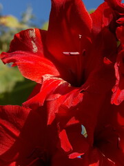 Zbliżenie na kwiat rośliny z gatunku Gladiolus © Kumulugma