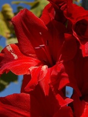 Zbliżenie na kwiat rośliny z gatunku Gladiolus © Kumulugma