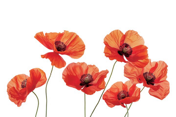 Some red poppies in bloom