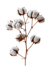 A bunch of white cotton buds