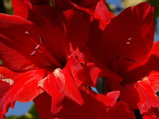 Zbliżenie na kwiat rośliny z gatunku Gladiolus