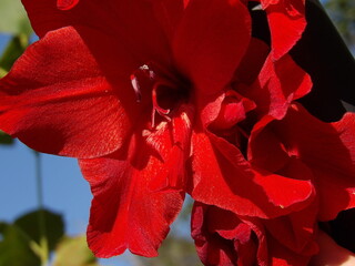 Zbliżenie na kwiat rośliny z gatunku Gladiolus © Kumulugma