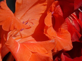 Zbliżenie na kwiat rośliny z gatunku Gladiolus © Kumulugma