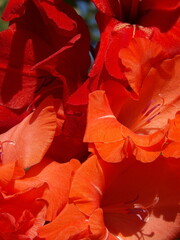 Zbliżenie na kwiat rośliny z gatunku Gladiolus © Kumulugma