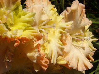 Zbliżenie na kwiat rośliny z gatunku Gladiolus © Kumulugma