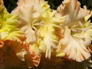 Zbliżenie na kwiat rośliny z gatunku Gladiolus © Kumulugma