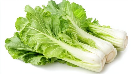 Fresh lettuce on white background