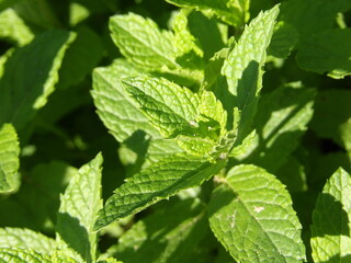 Zbliżenie na zielone pędy mięty © Kumulugma