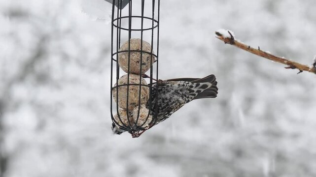 Star (Sturnus vulgaris)     