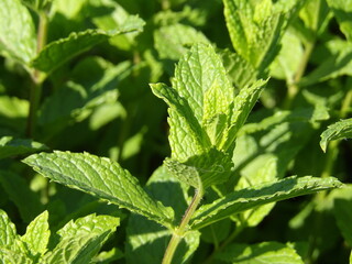 Zbliżenie na zielone pędy mięty © Kumulugma