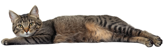 Cute Cat on a White Background Perfect for Pet-related Businesses or Online Marketing Materials - Ideal for Blogs, Social Media, and Print Projects.