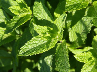 Zbliżenie na zielone pędy mięty © Kumulugma