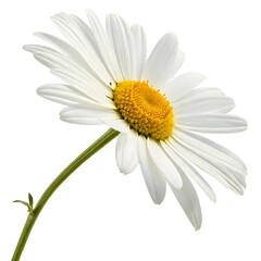 Fototapeta premium Close-up of a beautiful white daisy flower