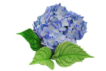 Hydrangea flower, Hydrangea macrophylla, isolated. Blue . large-leaved.