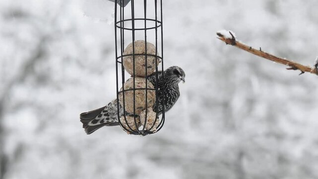 Star (Sturnus vulgaris)     
