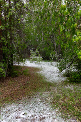 snowfall in summer forest