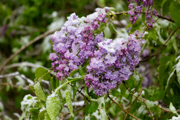 purple lilac under a snow