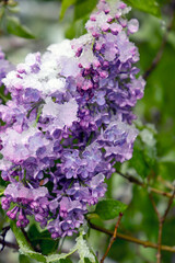 purple lilac under a snow