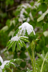 Trees under the layer of snow