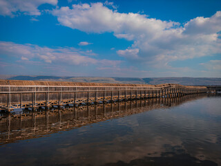 Old Tree Bridge over the Water to the Nature Reserve