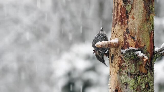 Star (Sturnus vulgaris)     