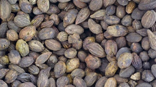 Raw dried herbal medicinal Terminalia Chebula, commonly known as black- or chebulic myrobalan. Raw material for making herbal medicines ready for sale.