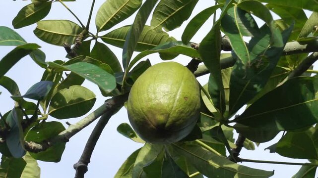 Pachira aquatica (Malabar chestnut, French peanut, Pumpo, Jelinjoche, Money tree, Money plant, serissa japonica). This tree is sold with braided trunks and is commonly grown as an ornamental plant.