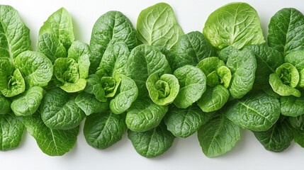 Fototapeta premium Minimal overhead shot of romaine lettuce leaves overlapping on a white background,