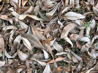 A pile of leaves on the ground